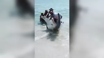 Mako shark pulled back into the water at a Florida beach