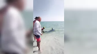 Mako shark pulled back into the water at a Florida beach