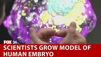 Scientists grow model of human embryo