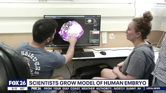 Scientists grow model of human embryo