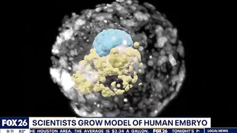 Scientists grow model of human embryo