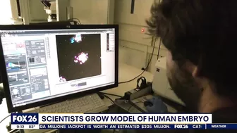 Scientists grow model of human embryo