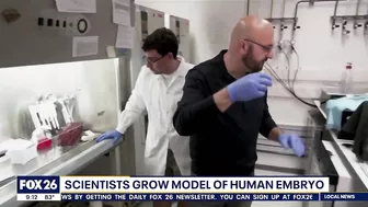 Scientists grow model of human embryo