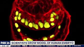 Scientists grow model of human embryo