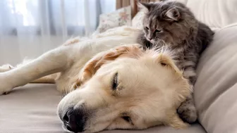 Funny Kitten Tries to Wake Up Golden Retriever