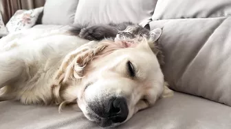 Funny Kitten Tries to Wake Up Golden Retriever