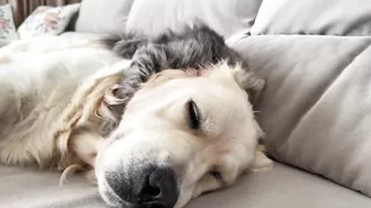 Funny Kitten Tries to Wake Up Golden Retriever