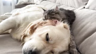 Funny Kitten Tries to Wake Up Golden Retriever