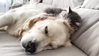 Funny Kitten Tries to Wake Up Golden Retriever