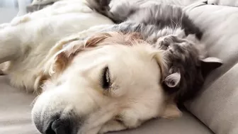 Funny Kitten Tries to Wake Up Golden Retriever