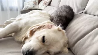 Funny Kitten Tries to Wake Up Golden Retriever