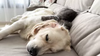 Funny Kitten Tries to Wake Up Golden Retriever