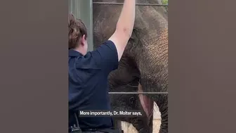 See elephants at Texas zoo do yoga!