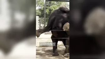 See elephants at Texas zoo do yoga!