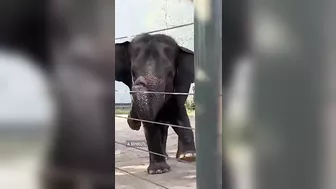 See elephants at Texas zoo do yoga!