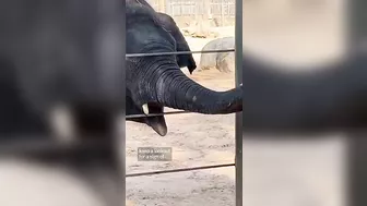 See elephants at Texas zoo do yoga!