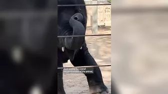 See elephants at Texas zoo do yoga!