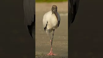 Gangly pink footed bird casually strolls down the beach.