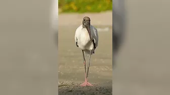 Gangly pink footed bird casually strolls down the beach.