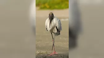 Gangly pink footed bird casually strolls down the beach.