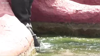 Giant Surfside Beach octopus moved