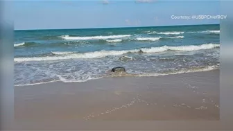 Over 75 pounds of cocaine wash up on Texas beach