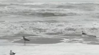 Over 75 pounds of cocaine wash up on Texas beach