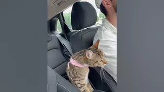 Cat is stretching in the car after a long ride!