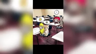 Banana Cat School Day Series Part 3 - Happy Cat TikTok Compilation