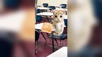 Banana Cat School Day Series Part 3 - Happy Cat TikTok Compilation