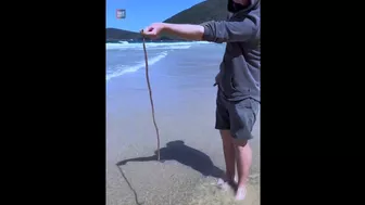 Be Aware Of Australian Beach Worm |????????| #shorts