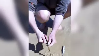 Be Aware Of Australian Beach Worm |????????| #shorts