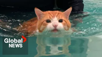 Fat cat "Peaches" makes splash on TikTok over weight loss routine