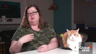 Fat cat "Peaches" makes splash on TikTok over weight loss routine