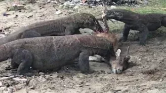 "Again" Komodo Dragon Prey Wild Deer On The Beach‼