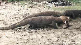 "Again" Komodo Dragon Prey Wild Deer On The Beach‼