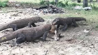 "Again" Komodo Dragon Prey Wild Deer On The Beach‼