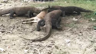 "Again" Komodo Dragon Prey Wild Deer On The Beach‼