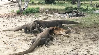 "Again" Komodo Dragon Prey Wild Deer On The Beach‼