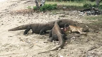 "Again" Komodo Dragon Prey Wild Deer On The Beach‼