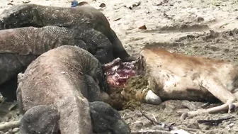 "Again" Komodo Dragon Prey Wild Deer On The Beach‼