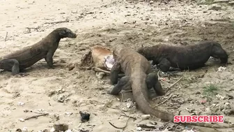 "Again" Komodo Dragon Prey Wild Deer On The Beach‼