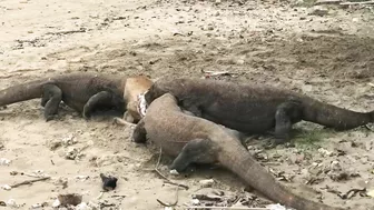 "Again" Komodo Dragon Prey Wild Deer On The Beach‼