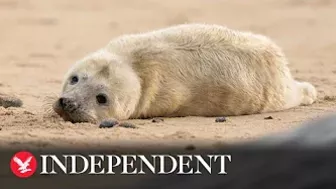 First grey seal pups of the season born on Norfolk beach