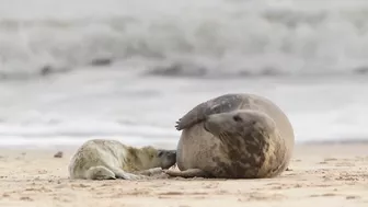 First grey seal pups of the season born on Norfolk beach