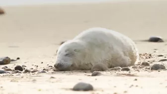 First grey seal pups of the season born on Norfolk beach