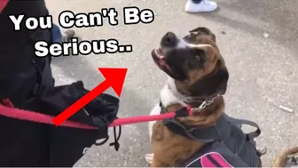 Grown Man BARKS At My Service Dog In Training! | 2019 Footage