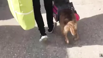 Grown Man BARKS At My Service Dog In Training! | 2019 Footage