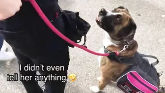 Grown Man BARKS At My Service Dog In Training! | 2019 Footage