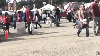 Grown Man BARKS At My Service Dog In Training! | 2019 Footage